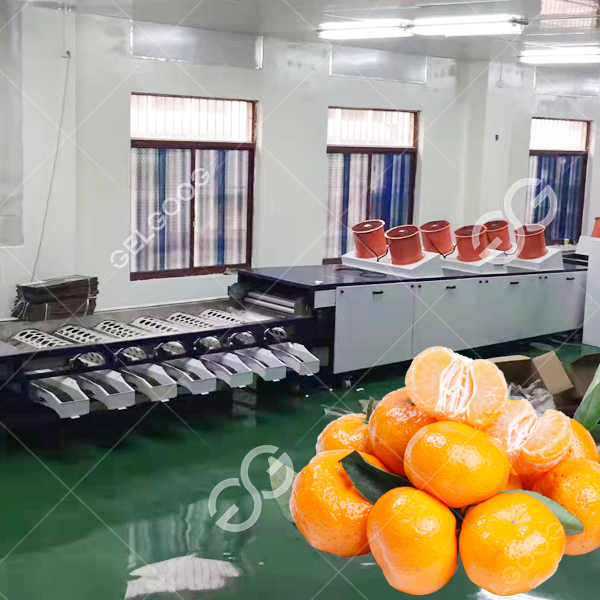 Citrus Cleaning, Air-Drying, and Waxing Line: Revolutionizing Fruit Processing
