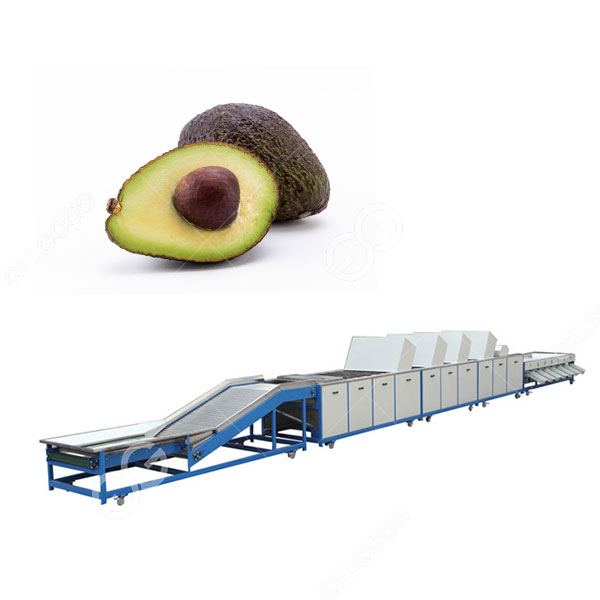 Avocado Sorting Grading Machine For Avocado Processing Plant