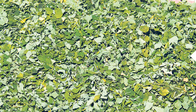 1.Moringa Leaves Dry Evenly