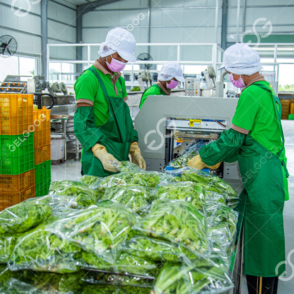 According to the contract, Gelgoog provided Tropicam with a complete set of fruit and vegetable processing solutions, covering a fruit and vegetable grading production line 